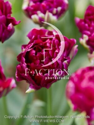 Pop Up Purple