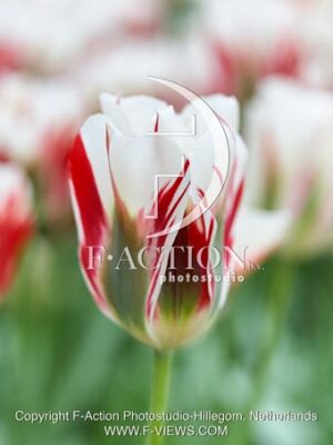 Flamming Spring Green