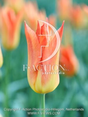 Lily Fire