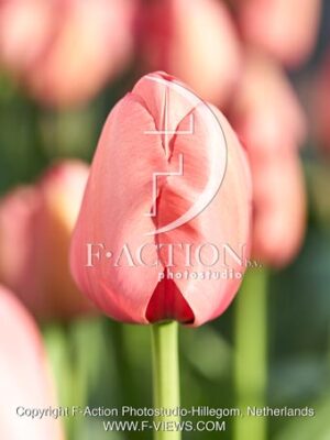 Pink Impression