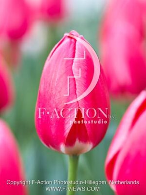 Rosy Delight
