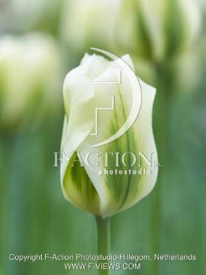 Spring Green