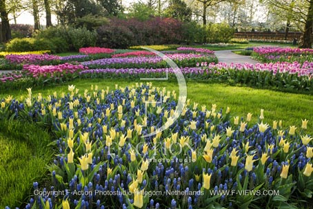 Florijn Chic & Muscari Latifolium