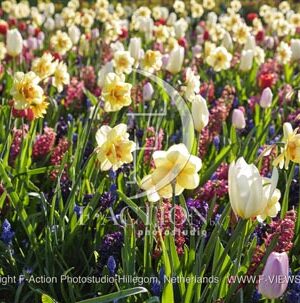 Spring Garden Mixed
