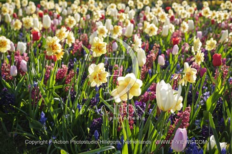 Spring Garden Mixed