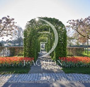 Tulipa Garden