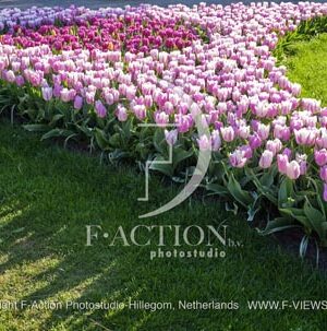 Tulipa Garden