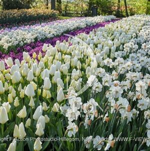 Spring Garden Mixed