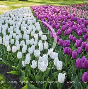 Tulipa Garden Mixed