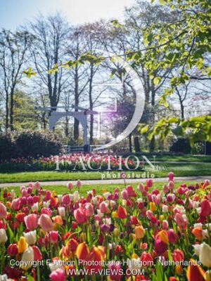 Tulipa Garden mixed