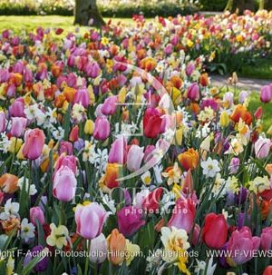 Spring Garden Mixed