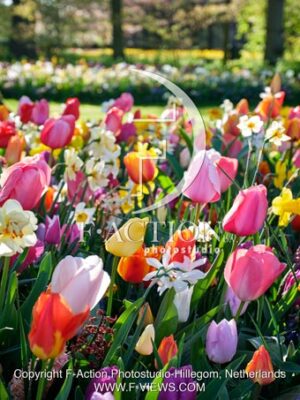 Spring Garden mixed