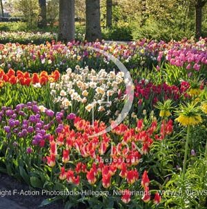 Spring Garden Mixed