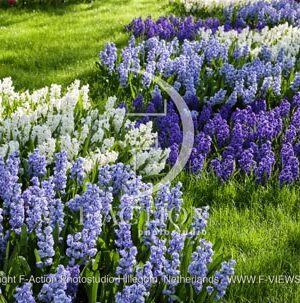 Hyacinthus Garden Mixed