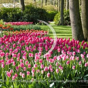 Tulipa Garden Mixed