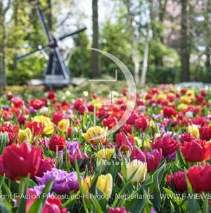 Tulipa Garden Mixed