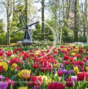 Tulipa Garden Mixed