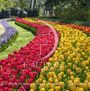 Tulipa Garden