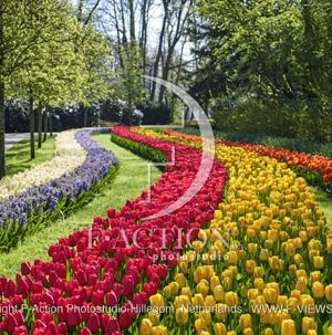 Tulipa Garden