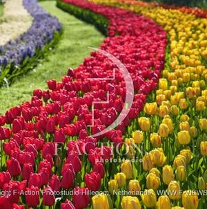 Tulipa Garden