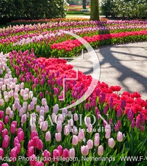 Tulipa Garden Mixed