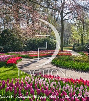Tulipa Garden Mixed
