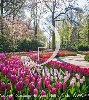 Tulipa Garden Mixed