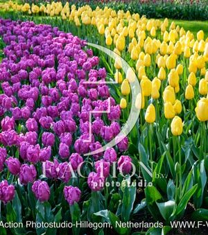Tulipa Garden Mixed