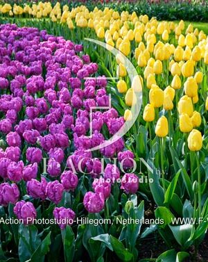 Tulipa Garden Mixed