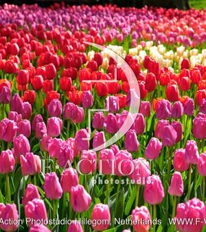Tulipa Garden Mixed