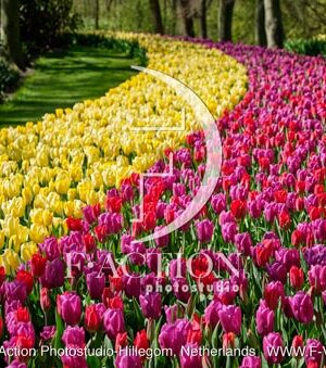 Tulipa Garden