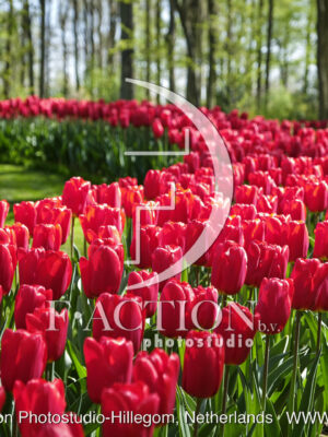 Tulipa Garden