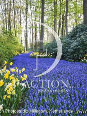 Muscari Garden
