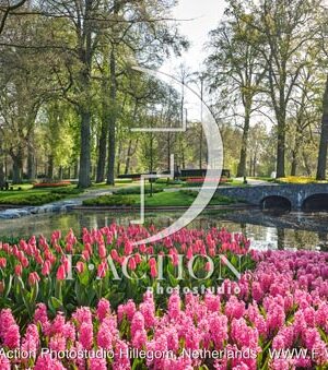Spring Garden Mixed