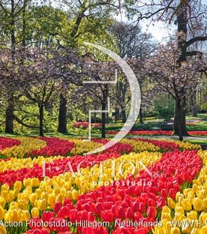 Tulipa Garden Mixed