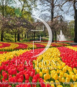 Tulipa Garden Mixed