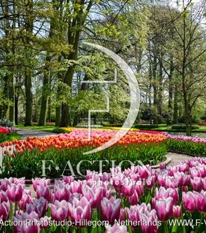 Tulipa Garden Mixed
