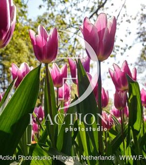 Tulipa Garden