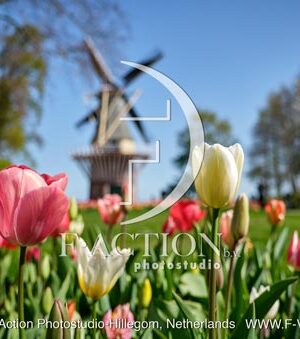 Tulipa Garden