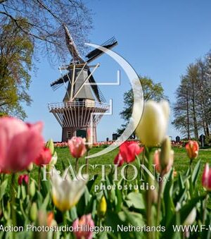 Tulipa Garden