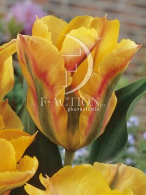 botanic stock photo Tulipa