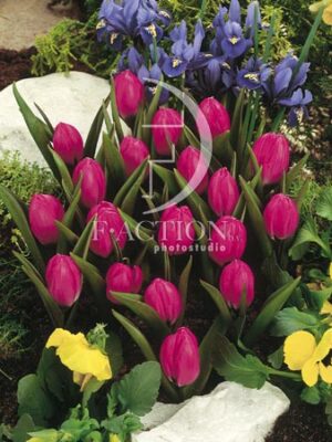 botanic stock photo Tulipa