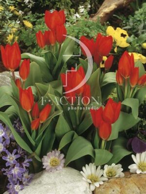 botanic stock photo Tulipa