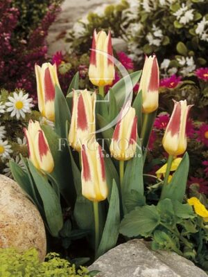 botanic stock photo Tulipa
