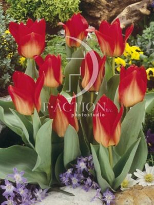 botanic stock photo Tulipa