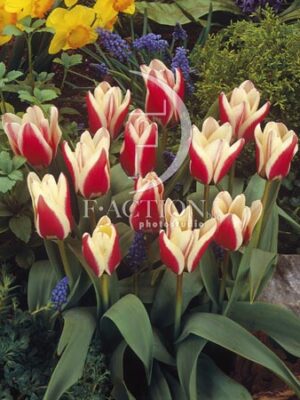 botanic stock photo Tulipa