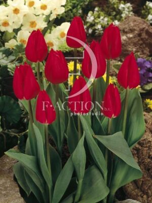 botanic stock photo Tulipa