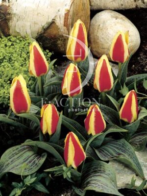 botanic stock photo Tulipa