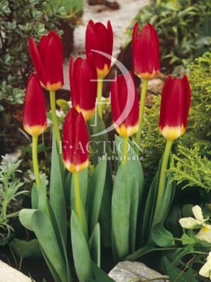 botanic stock photo Tulipa
