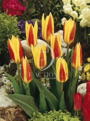 botanic stock photo Tulipa